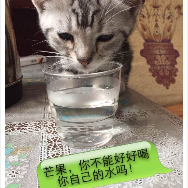 做个假阿肯色州驾驶执照
